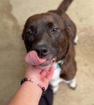 Mixed Breed Dogs Available for Adoption in Rochester, Indiana - TORI | PetCurious