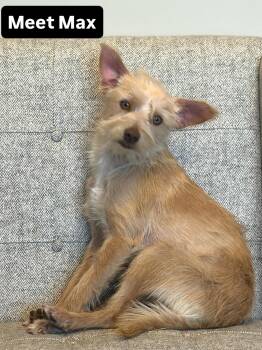 Max -  Miniature Schnauzer and Terrier Dog for Adoption in Bakersfield, California - Max | PetCurious