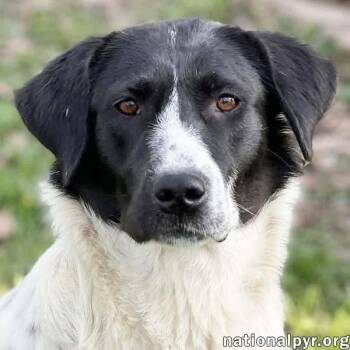 Great Pyrenees and Border Collie Dogs Available for Adoption in Beacon, New York - Noodle In OH - Wonderful With Everyone! | PetCurious