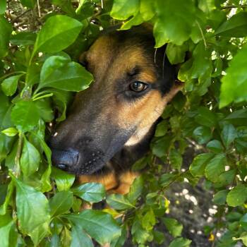 Ezekiel -  Shepherd and Belgian Shepherd Malinois Dog Available for Adoption in Edinburg, Texas - Ezekiel | PetCurious