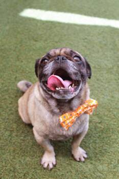 Kopi -  Pug Dog for Adoption in Gardena, California - Kopi | PetCurious