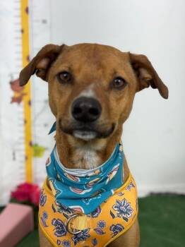 Canelo-One of our Amazing Rescue Dogs -  Black Mouth Cur and Chihuahua Dog for Adoption in Carlsbad, California - Canelo-One Of Our Amazing Rescue Dogs | PetCurious