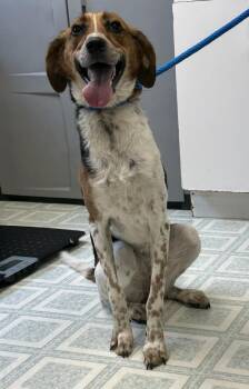 Millie -  Hound Dog for Adoption in Benld, Illinois - Millie | PetCurious