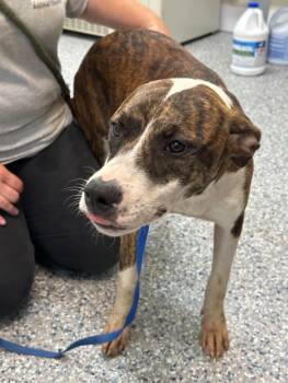 Molly -  Pit Bull Terrier and Mixed Breed Dog for Adoption in Burgaw, North Carolina - Molly | PetCurious