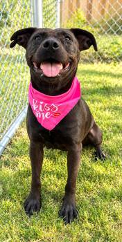 Grace -  American Staffordshire Terrier and Black Labrador Retriever Dog for Adoption in Humble, Texas - Grace | PetCurious