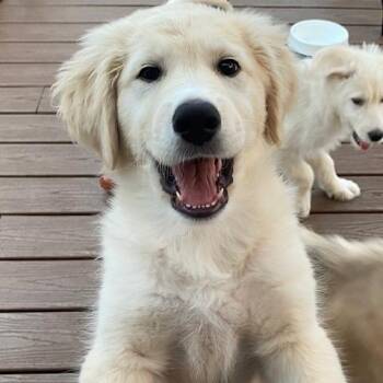 Duff -  Great Pyrenees Dog for Adoption in Brockport, New York - Duff | PetCurious