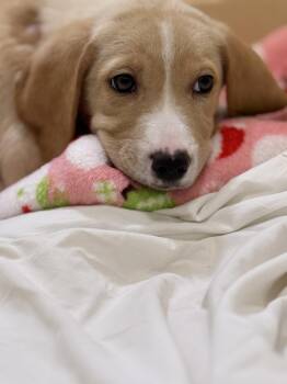 Hound Dogs Available for Adoption in Pawleys Island, South Carolina - Cheese | PetCurious