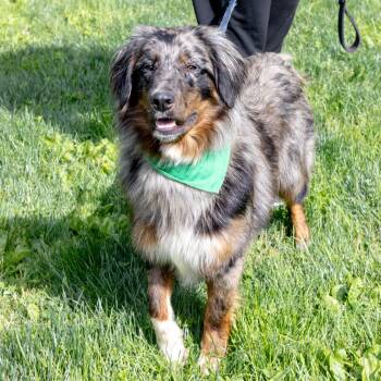 Australian Shepherd Dogs Available for Adoption in West Grove, Pennsylvania - Benny  (Male)   Avail  5/23 | PetCurious