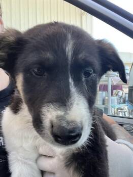 Border Collie Dogs Available for Adoption in Thousand Oaks, California - Diane - URGENT AND AT RISK | PetCurious