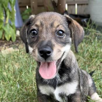 Five -  Hound Dog for Adoption in Richmond, Virginia - Five | PetCurious
