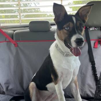 Khaleesi -  Husky and Mixed Breed Dog for Adoption in Lake Jackson, Texas - Khaleesi | PetCurious