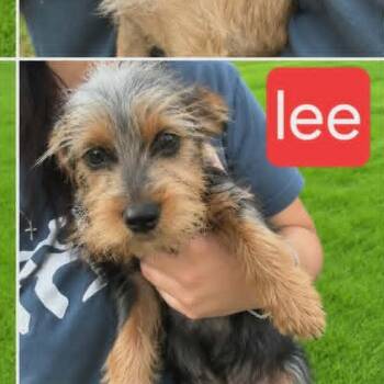 Lee -  Yorkshire Terrier Dog for Adoption in Fort Worth, Texas - Lee | PetCurious