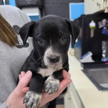 Orange Blossom -  Mixed Breed Dog for Adoption in Ardmore, Oklahoma - Orange Blossom | PetCurious