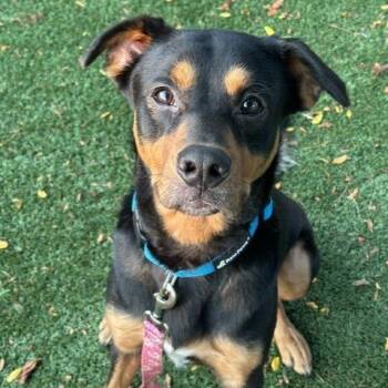 Loki -  Rottweiler and Doberman Pinscher Dog for Adoption in Indianapolis, Indiana - Loki | PetCurious