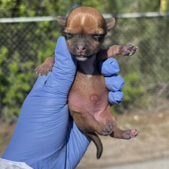 Nina -  Terrier and Mixed Breed Dog for Adoption in Edinburg, Texas - Nina | PetCurious