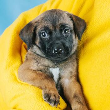 Wynn -  Terrier and Mixed Breed Dog for Adoption in Minneapolis, Minnesota - Wynn | PetCurious