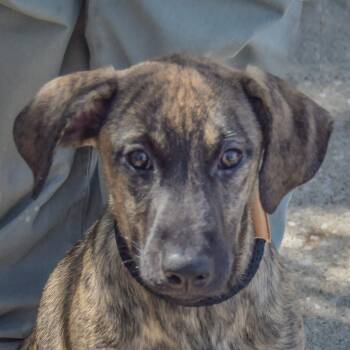 Wendy -  German Shepherd Dog and Mountain Cur Dog for Adoption in Huntley, Illinois - Wendy | PetCurious