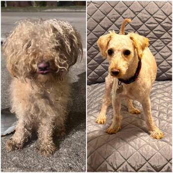 Butters -  Miniature Poodle Dog for Adoption in New Orleans, Louisiana - Butters | PetCurious