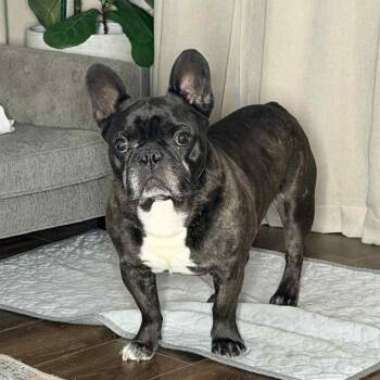 French Bulldog Dogs Available for Adoption in New Orleans, Louisiana - Pua (Benefactor Dog) | PetCurious