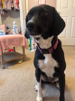 Luna -  Border Collie and Labrador Retriever Dog for Adoption in Vale, North Carolina - Luna | PetCurious