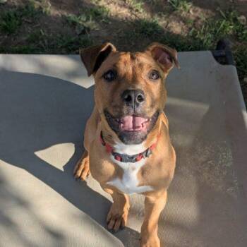 Toby -  Pit Bull Terrier and Mixed Breed Dog for Adoption in Fishers, Indiana - Toby | PetCurious