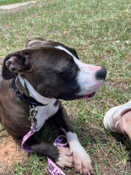 Nova Louisiana -  Pit Bull Terrier Dog for Adoption in Rockaway, New Jersey - Nova Louisiana | PetCurious