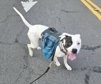 Rescue Boxer Dogs for Adoption in Stanwood, Washington - Tyson | PetCurious