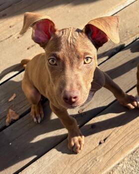Theodore -  Terrier Dog for Adoption in Santa Rosa, California - Theodore | PetCurious