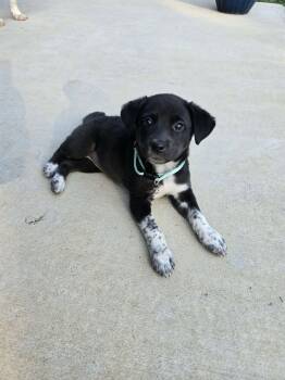 Labrador Retriever and Husky Dogs Available for Adoption in Barnhart, Missouri - Ethel | PetCurious