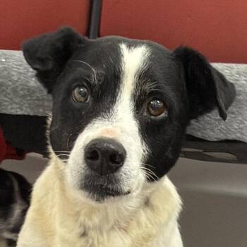 Brio -  Rat Terrier Dog for Adoption in Auburn, Nebraska - Brio | PetCurious