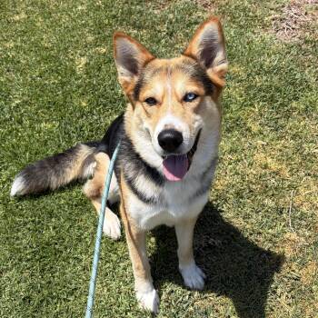 Delilah -  Cattle Dog and Husky Dog for Adoption in Burbank, California - Delilah | PetCurious