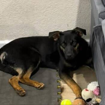 Shepherd and Mixed Breed Dogs Available for Adoption in Shorewood, Illinois - Fergie | PetCurious