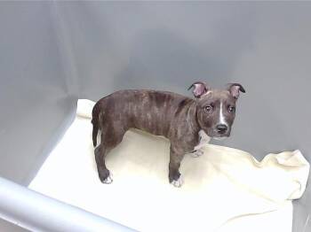 Boxer and Mixed Breed Dogs Available for Adoption - SMILING FRIEND (1) | PetCurious