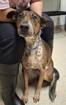Brownie -- URGENT -  Australian Cattle Dog Blue Heeler Dog for Adoption in Thousand Oaks, California - Brownie -- URGENT | PetCurious