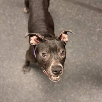 Dane -  Mixed Breed Dog for Adoption in Youngstown, Ohio - Dane | PetCurious
