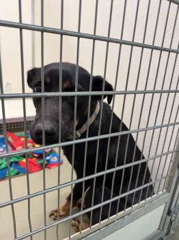 Rooletta -  Mixed Breed Dog for Adoption in Columbia, Tennessee - Rooletta | PetCurious