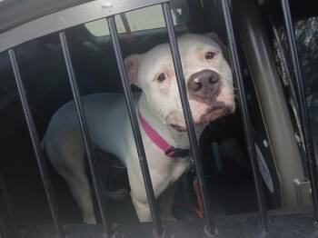 FROST -  American Staffordshire Terrier Dog for Adoption in Fort Lauderdale, Florida - FROST | PetCurious