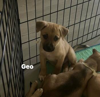 German Shepherd Dog and Australian Cattle Dog Blue Heeler Dogs Available for Adoption in Houston, Texas - Geo | PetCurious