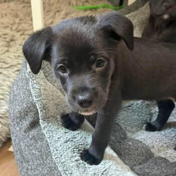 Belle -  American Staffordshire Terrier and Siberian Husky Dog for Adoption in East Peoria, Illinois - Belle | PetCurious