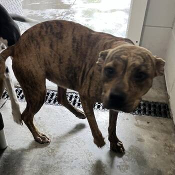 Marie -  Pit Bull Terrier and Mixed Breed Dog for Adoption in Richmond Hill, Georgia - Marie | PetCurious