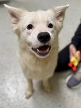 Ford -  Shepherd Dog for Adoption in Downers Grove, Illinois - Ford | PetCurious
