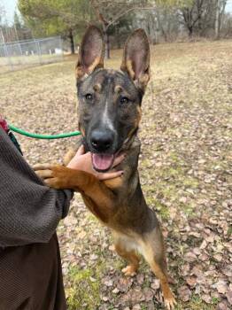 Mixed Breed Dogs Available for Adoption in Olean, New York - Scout | PetCurious