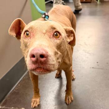 Petunia -  Mixed Breed Dog for Adoption in Norman, Oklahoma - Petunia | PetCurious