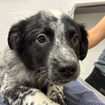Punch -  Australian Cattle Dog Blue Heeler and Mixed Breed Dog for Adoption in Corpus Christi, Texas - Punch | PetCurious