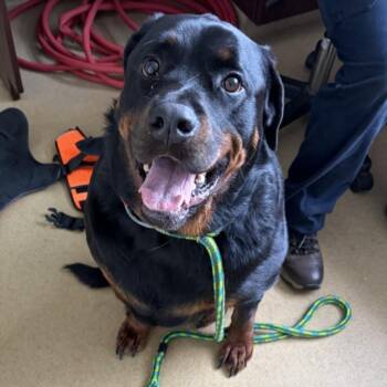 SPIKE -  Rottweiler Dog for Adoption in Derwood, Maryland - SPIKE | PetCurious