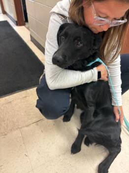 Black Jack -  Labrador Retriever and Mixed Breed Dog for Adoption in Rock Springs, Wyoming - Black Jack | PetCurious