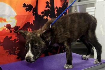 Rescue German Shepherd Dog and Mixed Breed Dogs for Adoption in Houston, Texas - A2034395 | PetCurious