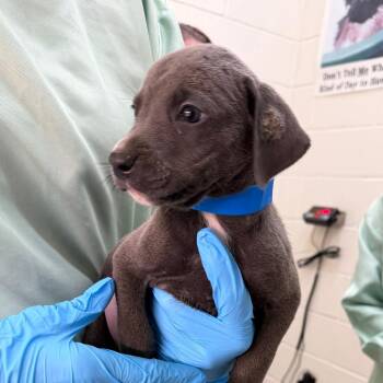 Emmit -  Mixed Breed Dog for Adoption in Auburn, Alabama - Emmit | PetCurious