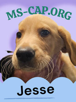 Rescue Golden Retriever and Black Labrador Retriever Dogs for Adoption in Biloxi, Mississippi - Jesse | PetCurious