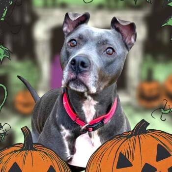 Rescue Pit Bull Terrier Dogs for Adoption in Burton, Michigan - HANSON | PetCurious